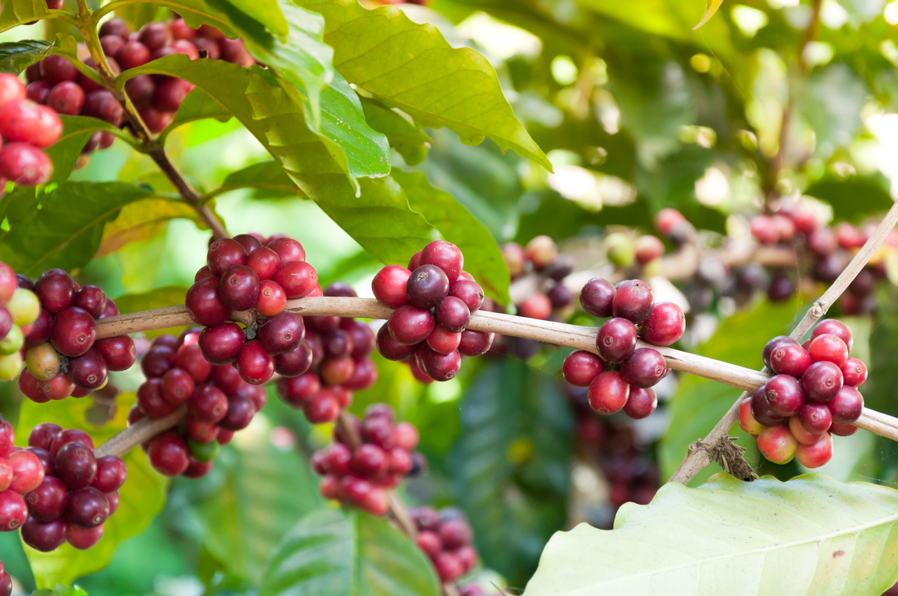 fresh coffee beans in plants tree,fresh arabica coffee fruit